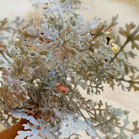 Dusty Miller Stem - Picture 4 of 5